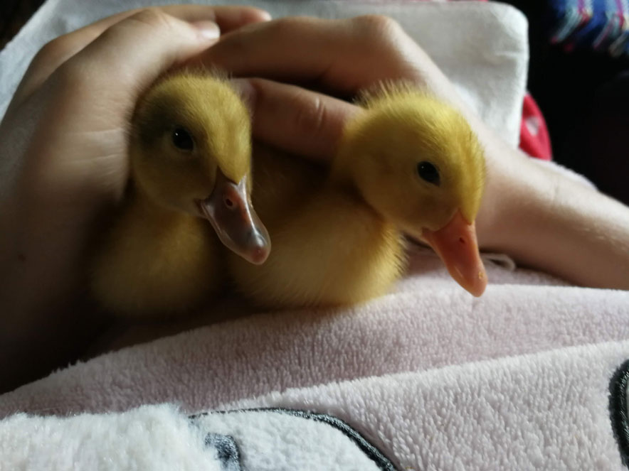 Yellow ducklings in a hand